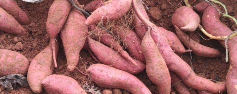 怎样大量储存红薯 怎样大量储存红薯长时间不会坏?