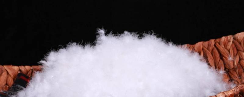 90绒是鸭子的哪个部位 白鸭绒90绒是鸭子什么部位的