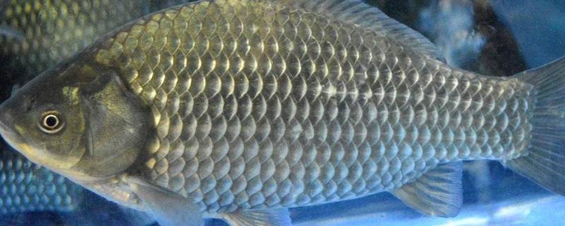 鲗鱼是什么鱼