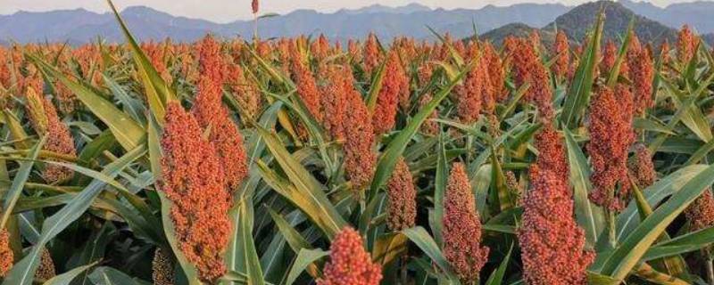 五谷杂粮有些什么 五谷杂粮有些什么东西