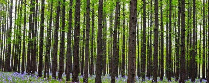 水杉怎么发朋友圈 看水杉发朋友圈