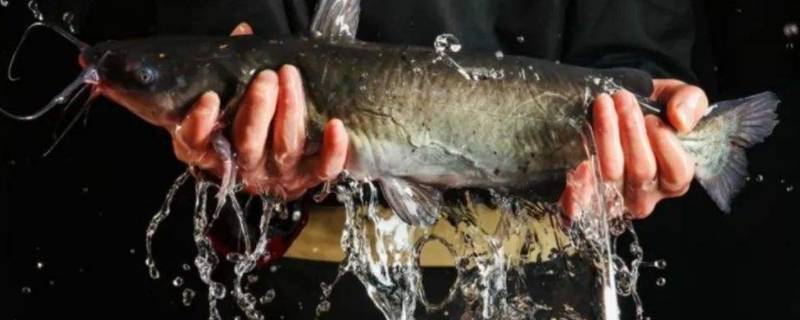 清江鱼会叫吗 清江鱼叫鮰鱼吗