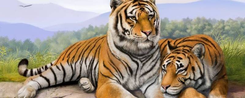 老虎是白天还是晚上觅食（老虎是早上觅食还是晚上）