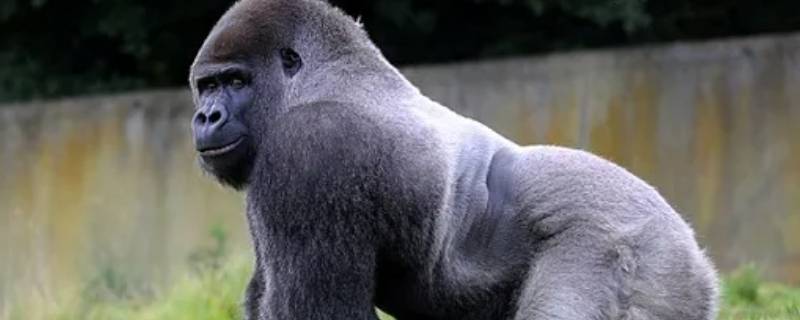 大猩猩的繁殖方式是什么 大猩猩是怎么繁殖的