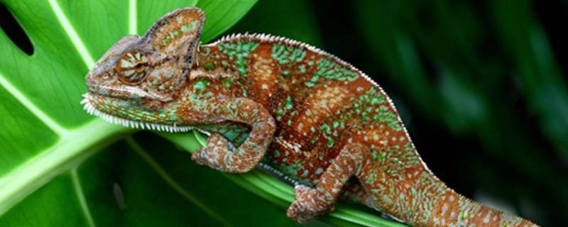 变色龙的介绍 变色龙的介绍50字