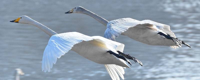 天鹅是候鸟吗（天鹅和候鸟的区别）