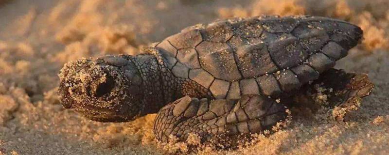 海龟有什么特点和本领 海龟有什么特点是什么