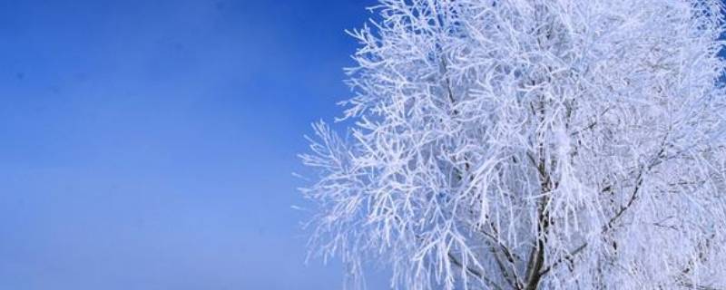 雾凇一般出现在什么上和什么上（吉林雾凇一般出现在什么上和什么上）
