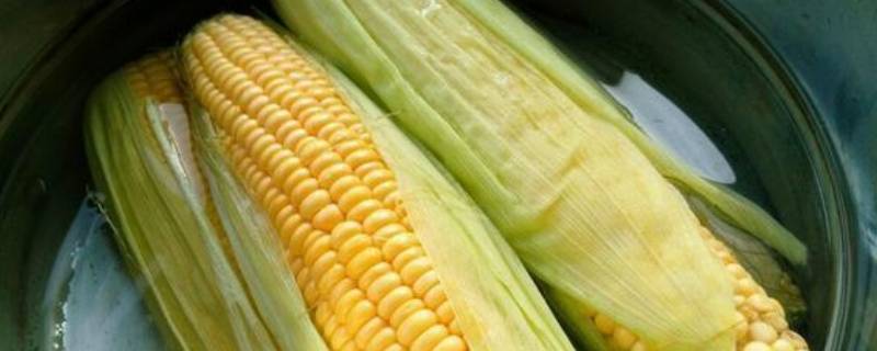 玉米水开后煮几分钟（新鲜玉米水开后煮几分钟）
