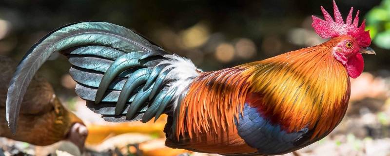 鸡是鸟吗（红腹锦鸡是鸟吗）