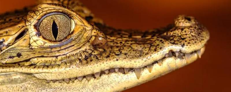 鳄鱼有腮吗 鳄鱼有鳃吗