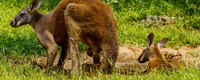 袋鼠能活几年 袋鼠可以活几年
