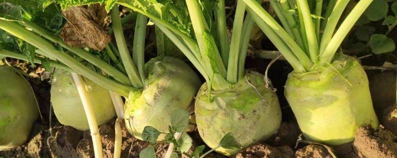 腌咸菜的疙瘩头学名叫什么（疙瘩头咸菜是什么）