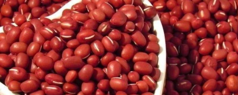 红豆泡多久可以煮（红豆泡多久可以煮粥）