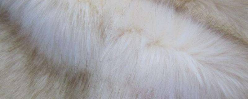 狐狸毛皮草掉毛厉害正常吗（狐狸毛皮草掉毛吗 狐狸毛皮草掉毛怎么办）