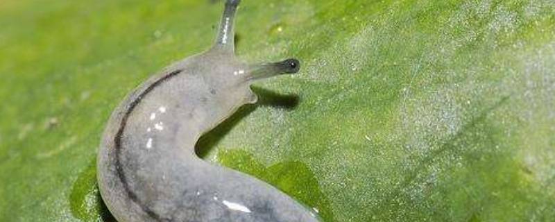 水尾蝓是什么东西（麈尾是什么东西）