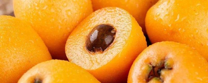 12月份枇杷是哪里的（十一月有枇杷吗）