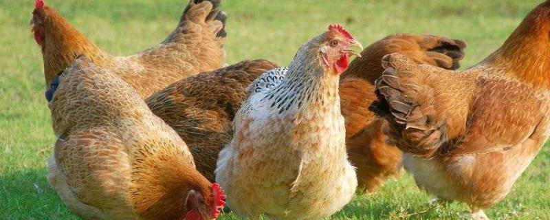 活鸡怎么处理干净（活鸡怎么收拾）