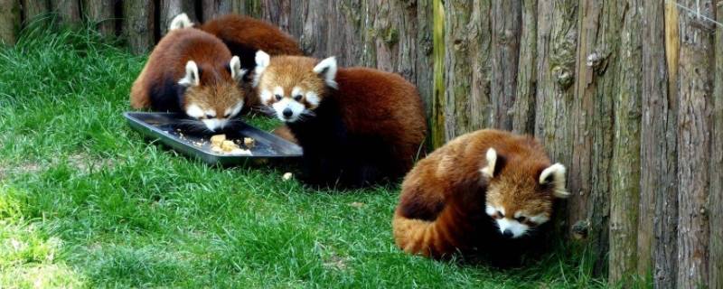 山林里有哪些动物呢（山林是什么动物）