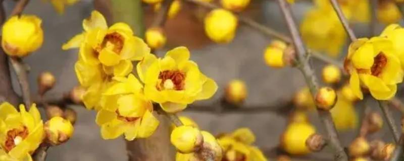 腊梅是染色还是天然的 腊梅是染色的吗