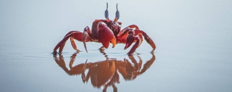 螃蟹0℃冻了10个小时会死吗（螃蟹冻多久能冻死）