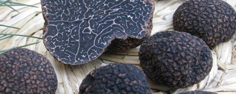 黑松露炖汤一次放几颗 黑松露炖汤一次放多少