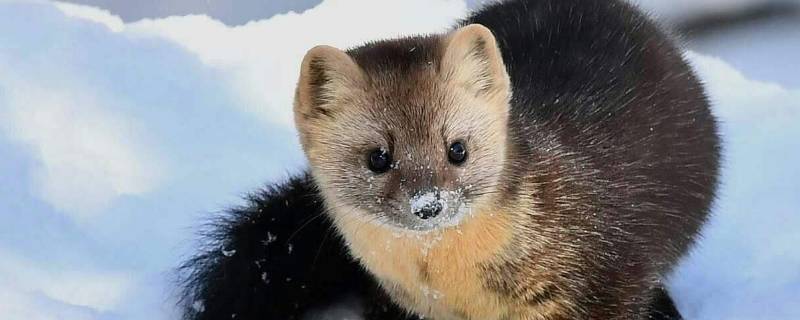 紫貂长什么样 紫貂长什么样子视频