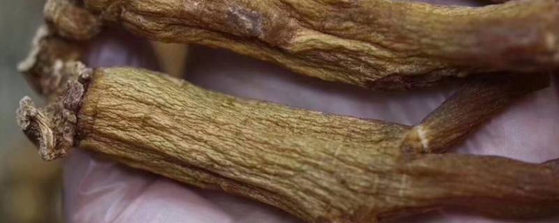 边条参又叫什么参（为什么叫边条参）