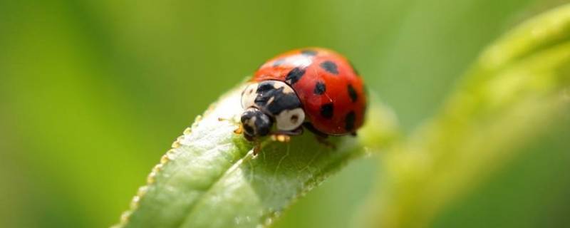 瓢虫几天会饿死（瓢虫多少度会冻死）