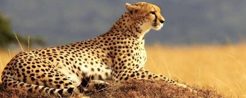 豹子和老虎有什么区别（老虎和豹子是怎么区别的）