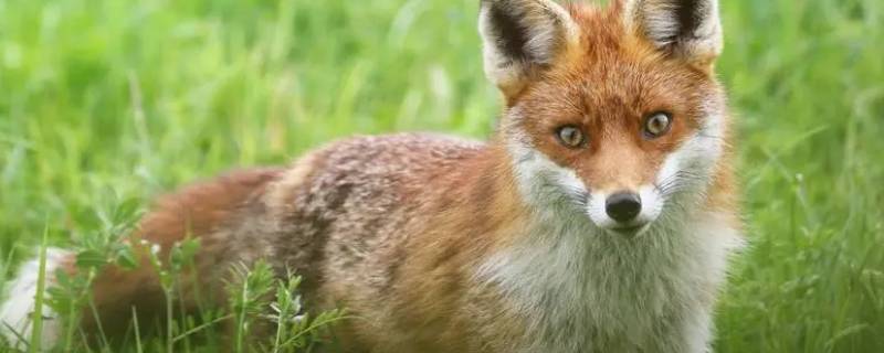 狐狸的叫声是怎样叫的（狐狸的叫声是怎样叫的英语歌）