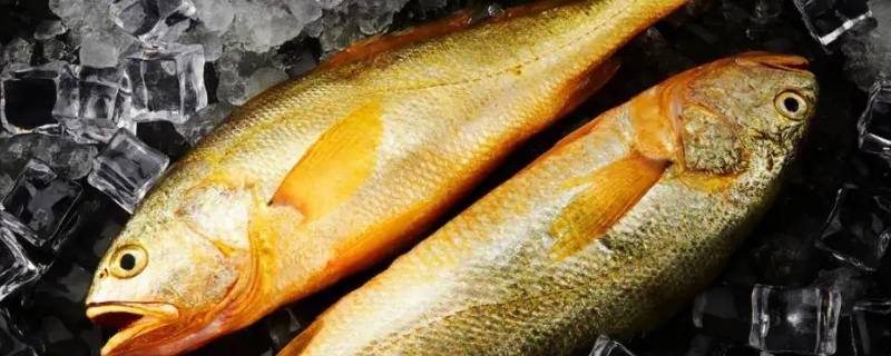 大王鱼又叫什么鱼（大王鱼百度百科）