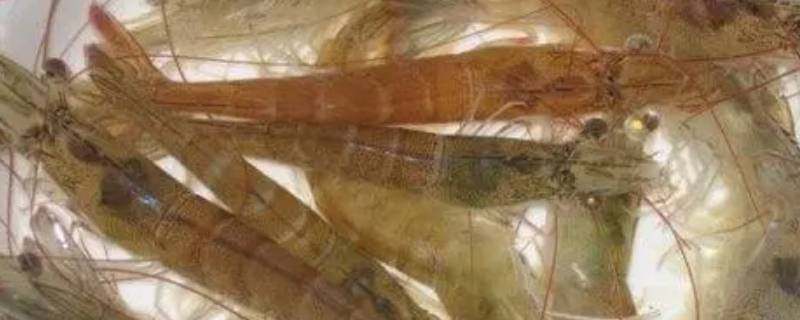 活虾怎么保存半天不死 活虾在家里存放几小时不死