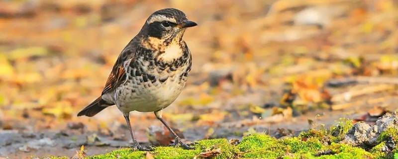 串鸡是什么鸟 串鸡子是什么鸟