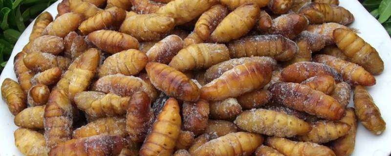 蚕蛹死了保质期多久（蚕蛹的保质期有多久）