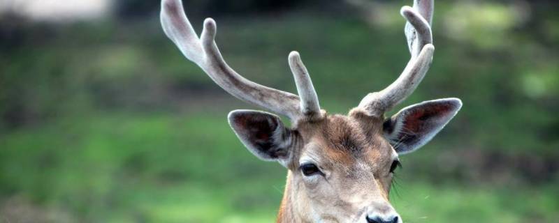 哪种性别的梅花鹿头上会长角（梅花鹿为什么头上会长角）