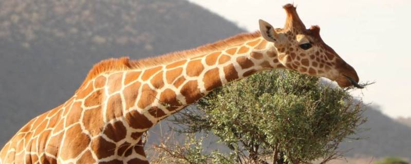 长颈鹿是一只还是一头（请问是一只长颈鹿还是一头长颈鹿）