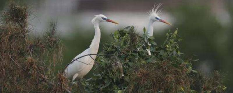白鹭被称为什么（白鹭被称之为什么）