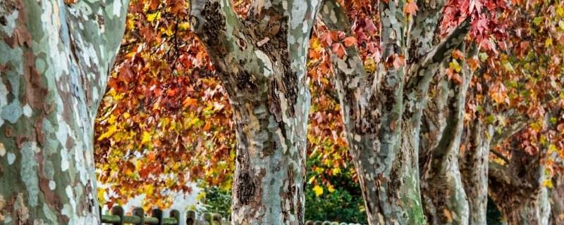 梧桐树和银杏树能活多久 梧桐树和银杏树会睡觉吗