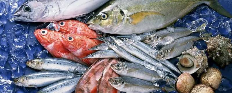 鱼肉可以冷冻吗 鱼肉可以急冻吗