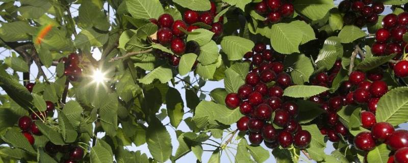 春天水果有哪些 春天水果有哪些水果