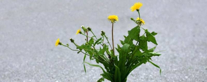 枝叶茂盛的一面是南面还是北面（树木枝叶茂盛的一面是南面还是北面）