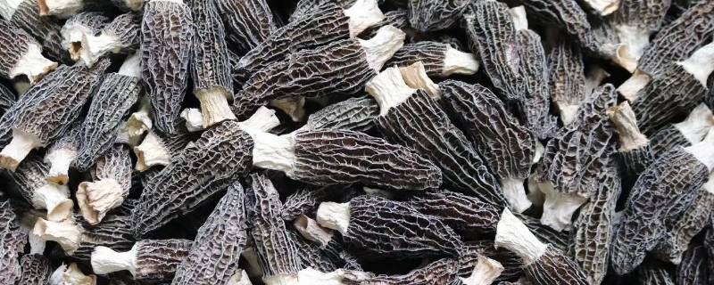 干羊肚菌放冰箱冷藏还是冷冻 新鲜羊肚菌放冷冻还是冷藏