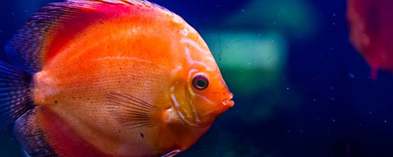 自来水养鱼为什么容易死（自来水养什么鱼不容易死）