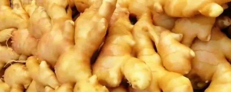 水洗姜是什么姜 水洗姜是用什么洗的