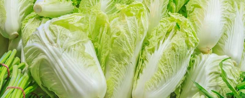 大白菜能耐零下几度 大白菜能忍受零下几度