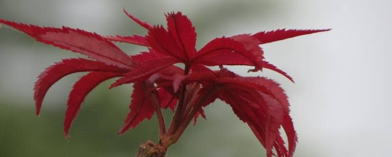 红枫叶象征着什么意思（红枫叶代表着什么意思）