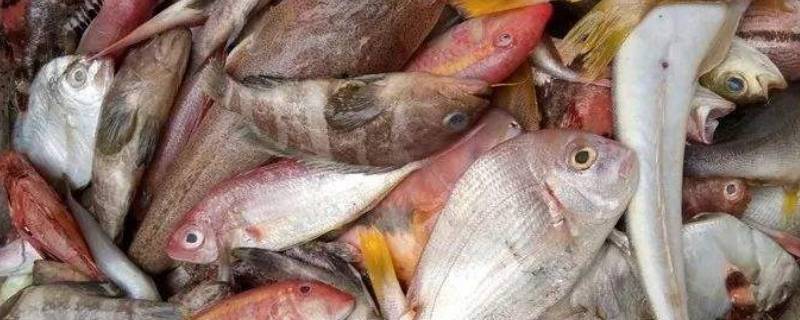 海杂鱼都有什么鱼 海杂鱼都有什么鱼好吃