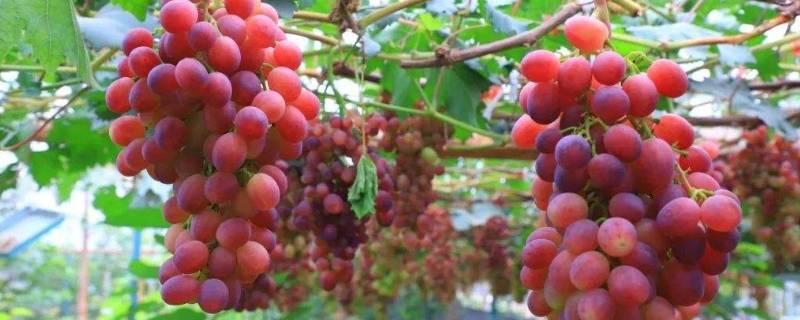 葡萄怕冻吗 圆叶葡萄怕冻吗