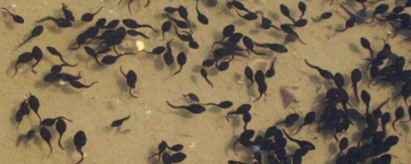 小蝌蚪的尾巴究竟到哪里去了呢（小蝌蚪的尾巴究竟到哪里去了呢腿）